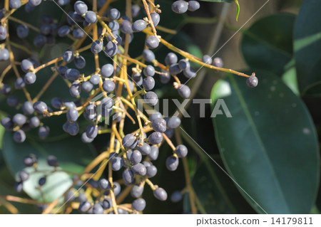 Fruit of tow mimicipe Fruit of tow mimicipe 14179811