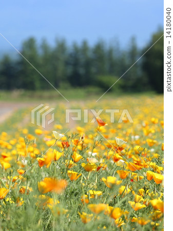 加州罌粟 14180040