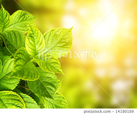 Summer green leaves 14180189