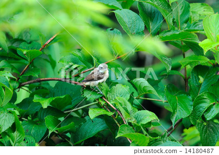 Chigomos Chigomos 14180487