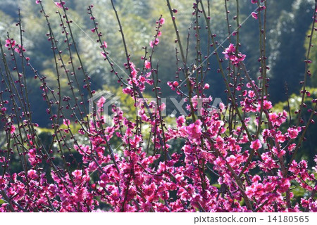 紅梅基1(水平) 紅梅基1(水平) 14180565