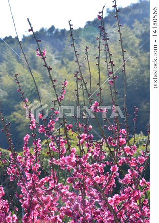 紅色M * 1(垂直) 紅色M * 1(垂直) 14180566