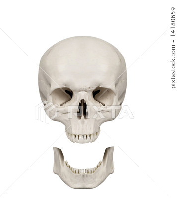 human scull isolated human scull isolated 14180659