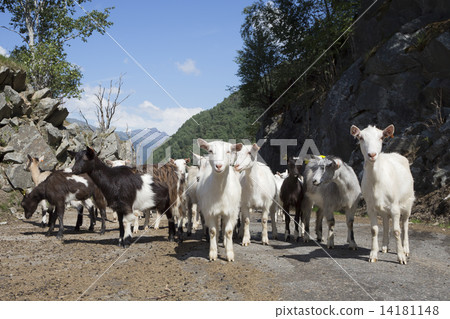 Goats on the Akrafjordvegen road (Kyrping, Hordaland, Norway) Goats on the Akrafjordvegen road (Kyrping, Hordaland, Norway) 14181148