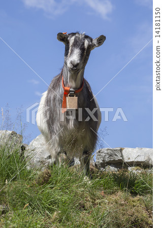 Goat along the Akrafjordvegen road (Kyrping, Hordaland, Norway) Goat along the Akrafjordvegen road (Kyrping, Hordaland, Norway) 14181150