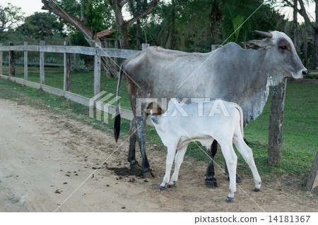 Cow and veal in transpantaneira road, Brazilian Pantanal 14181367