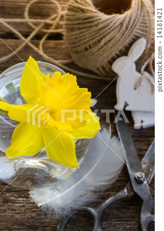 easter daffodil  14181421