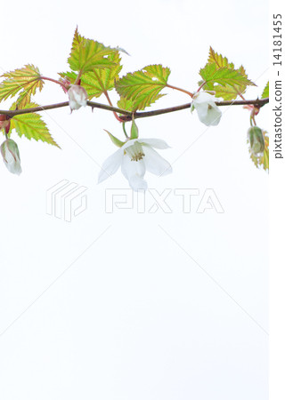 複製草莓花和葉子的空間 複製草莓花和葉子的空間 14181455