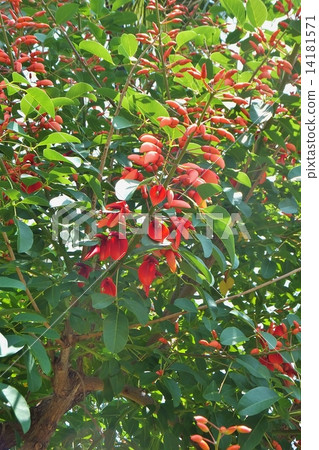 美國Deigo 14181571