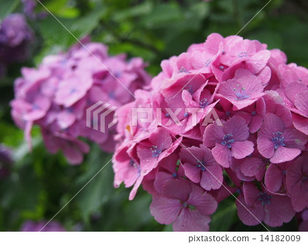 紫色繡球花 14182009