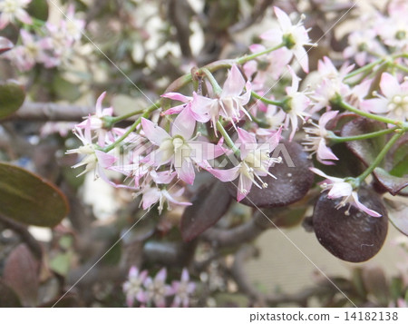 金樹 金樹 14182138