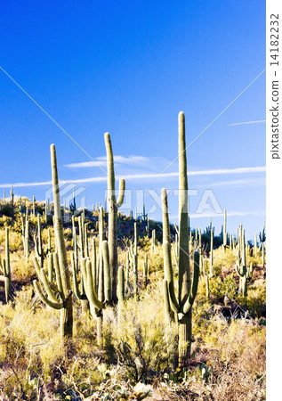 Saguaro National Park, Arizona, USA 14182232