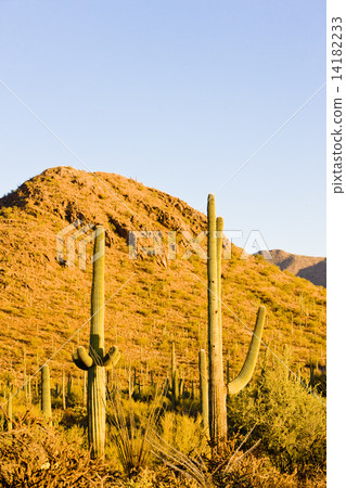 Saguaro National Park, Arizona, USA 14182233