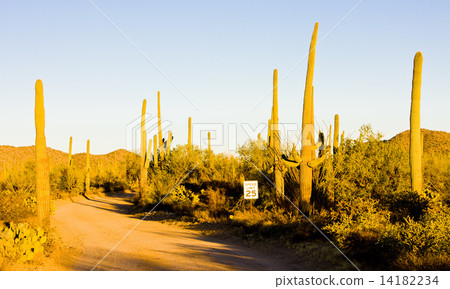 Saguaro National Park, Arizona, USA 14182234