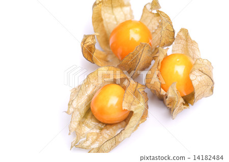 physalis 14182484