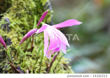 Trimmer flowers Trimmer flowers 14182523