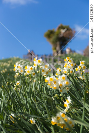 水仙 水仙 14182680