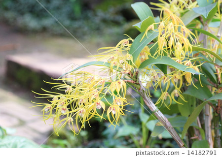 Cinnabium flowers 14182791