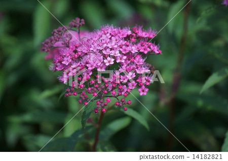 My name is Shimono Shimotsuke. In case 14182821