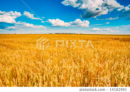 wheat field, fresh crop of wheat wheat field, fresh crop of wheat 14182991