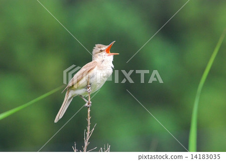 Oyo Yoshikiri 14183035