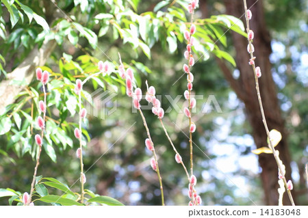 Feline Willi 14183048