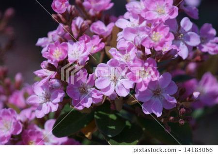 我是Ruby Sharyinbai。 14183066