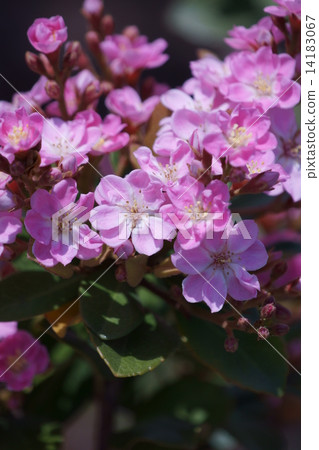 我是Ruby Sharyinbai。 14183067