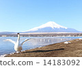 富士山和天鵝 14183092