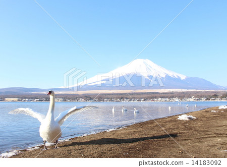 Mount Fuji and swan 14183092