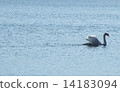 天鵝 14183094