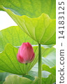 一朵蓮花 14183125