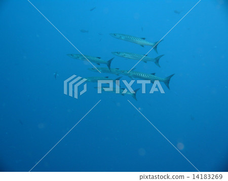 Small herd of barracuda Small herd of barracuda 14183269