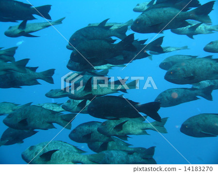 Horde of Madaratarumi 14183270