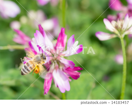 Astragalus and honey bees 14183457