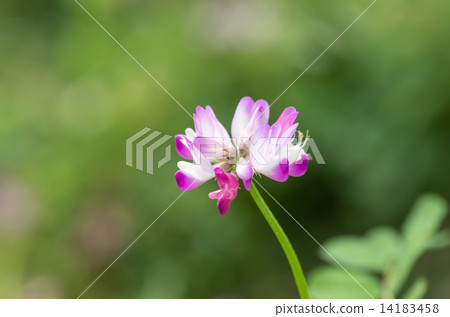 黃芪 黃芪 14183458