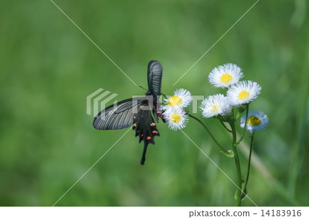 麝香烏龍蝴蝶麝香 14183916