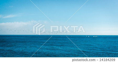 Silhouettes of birds over blue sea and sky background 14184209