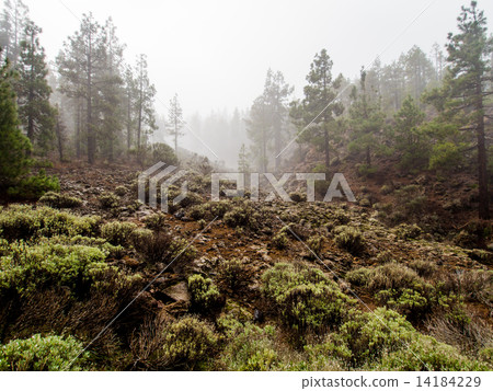 Northern slope of volcano Teide. Tenerife, Canary Islands. Spain Northern slope of volcano Teide. Tenerife, Canary Islands. Spain 14184229
