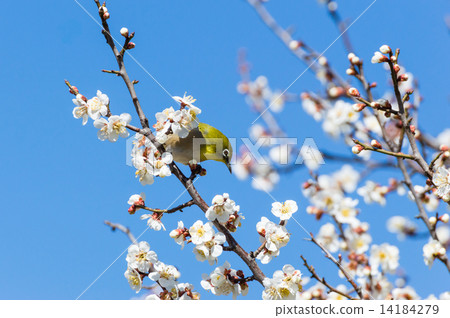 Plum blossom and white-eye 14184279