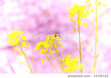Rape blossoms bee 14184329