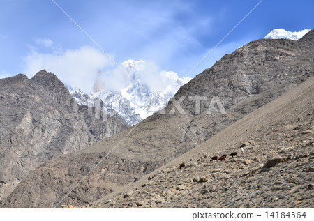 Pakistan Hunza Kalimabad Lady Finger and goat grazing 14184364