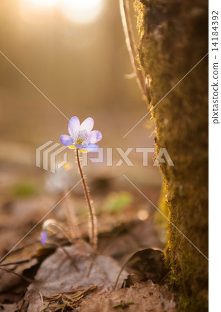 Hepatica nobilis beautiful sunlight 14184392