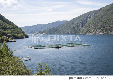 Salmon farm in the Akrafjorden (near Kyrping, Hordaland, Norway) Salmon farm in the Akrafjorden (near Kyrping, Hordaland, Norway) 14184399