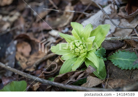 Wild vegetable Fukinoto 14184589