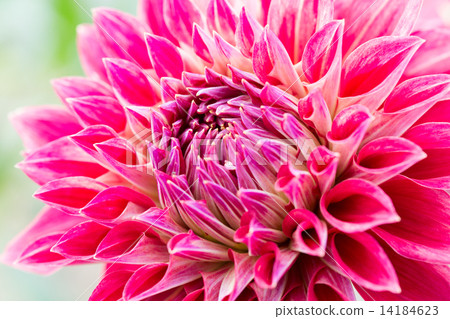 Dahlia closeup varieties (plump) 14184623