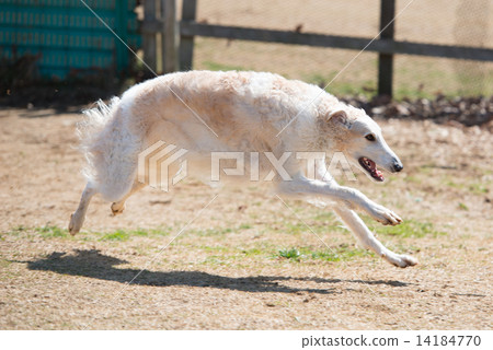 Running Borzoi Running Borzoi 14184770