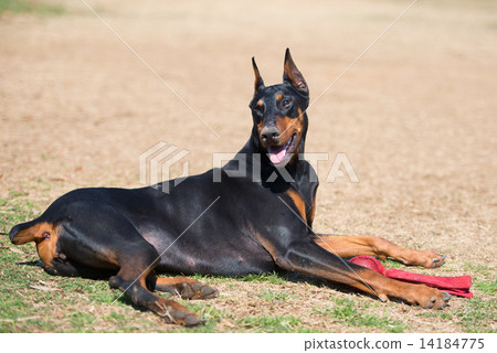 杜賓犬躺在草坪上 14184775