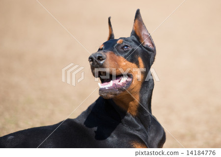 杜賓犬躺在草坪上 杜賓犬躺在草坪上 14184776