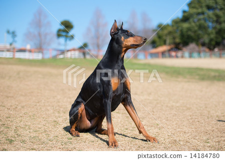 is the german pinscher legal in brunei